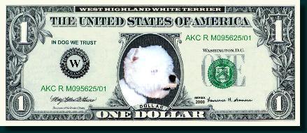 Dollar - West Highland White Terrier